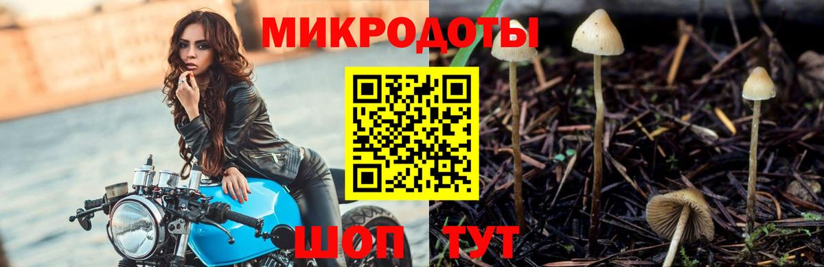 Псилоцибиновые грибы Psilocybe Горячий Ключ